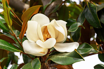 Beautiful white magnolia flower on a background of green foliage. Close-up