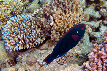 Fototapeta na wymiar A Swarthy Parrotfish (Scarus niger) in the Red Sea, Egypt