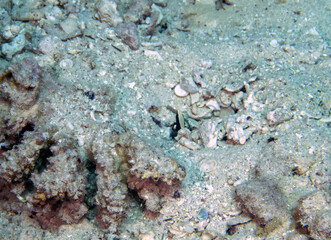 A Whitecap Goby (Lotilia graciliosa) in the Red Sea, Egypt
