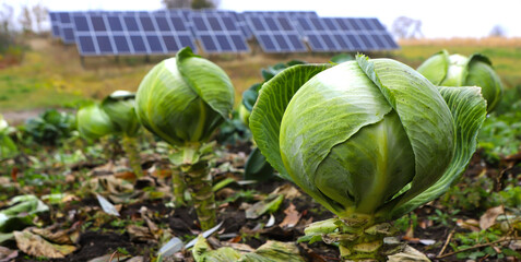 Cobs of ripe white cabbage on the field, on a background of solar panels. Autumn. Agriculture and...