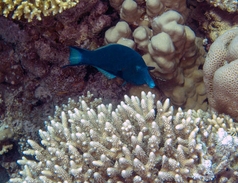 A blue Bird Wrasse (Gomphosus varius) in the Red Sea, Egypt