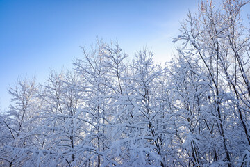 snow-covered tree branches against the blue sky. the first snow.
