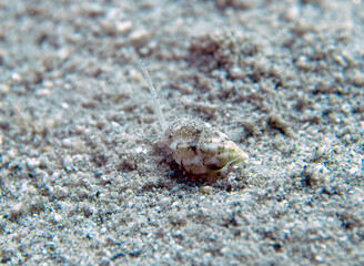 A Jewel Mud Snail (Nassarius gemmulatus) in the Red Sea, Egypt