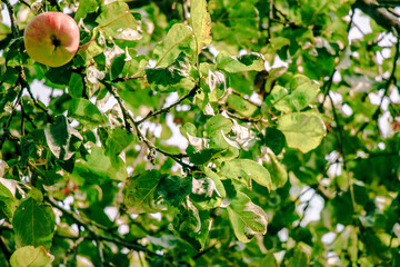 juicy, ripe apples, illuminated by the rays of the sun on the branch of an apple tree.autumn fruit harvest	
