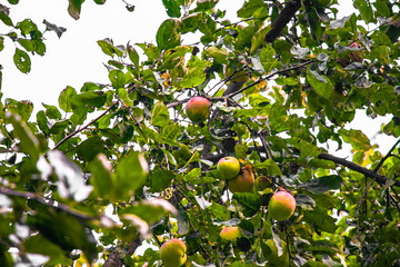 juicy, ripe apples, illuminated by the rays of the sun on the branch of an apple tree.autumn fruit harvest	
