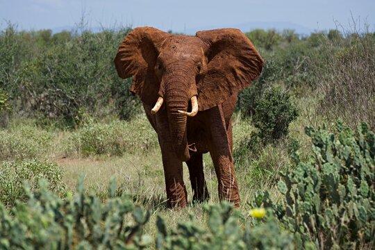 African elephant in Tsavo East National Park, Kenya
