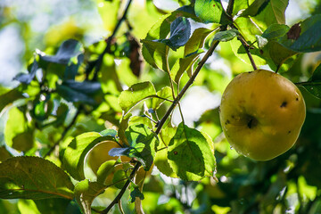 juicy, ripe apples, illuminated by the rays of the sun on the branch of an apple tree.autumn fruit harvest	
