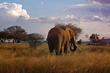 African elephant during beautiful sunset