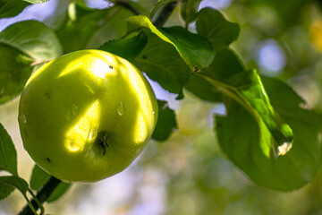 juicy, ripe apples, illuminated by the rays of the sun on the branch of an apple tree.autumn fruit...