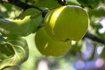 juicy, ripe apples, illuminated by the rays of the sun on the branch of an apple tree.autumn fruit...