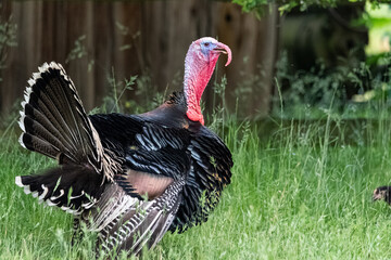 Common turkey, thanksgiving symbol. Meleagris gallopavo, a large bird with a red crest on its head.