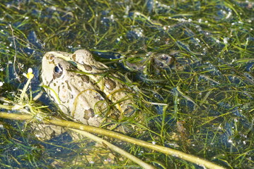 Froschkönig