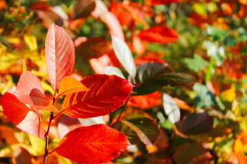 red leaves of chokeberry in autumn. bright autumn background