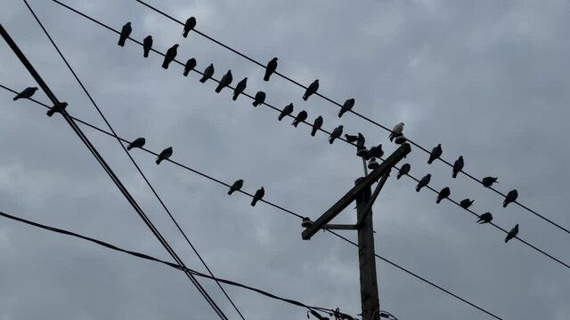 birds on wire - pigeons silhouette telephone cables perched power lines