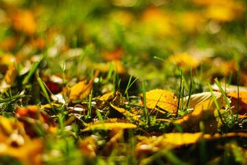 yellow leaves falling on the green grass. bright autumn background