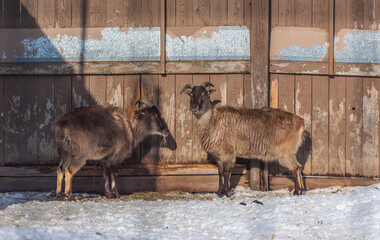 Goats Standing In Snow
