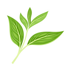 Green Tea Leaf on Stem Isolated on White Background Closeup Vector Illustration