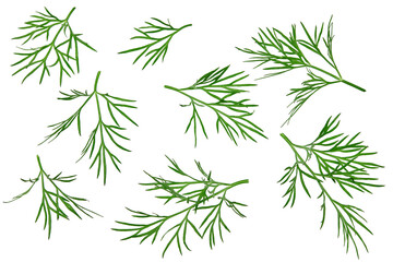 Obraz premium fresh cut dill isolated on white background. clipping path