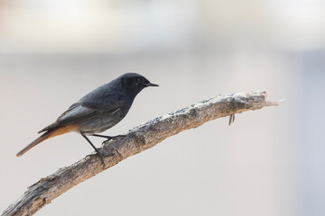 Male black redstart perched on a branch.