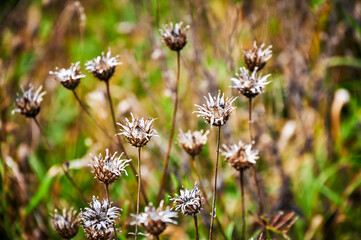 An atmospheric photo with autumnal plants in the sunlight.
