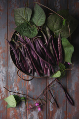 Bean pods of purple asparagus beans with leaves and flowers on dark wooden background.