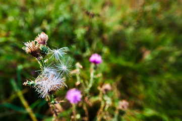 An atmospheric photo with autumnal plants in the sunlight.