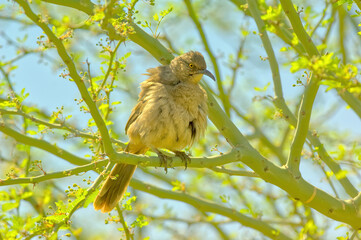 Arizona Curve-Billed Thrasher with ruffled feathers