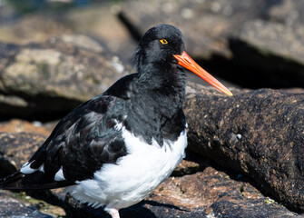 Magellanic oystercatcher along the coast of the Falkland Islands
