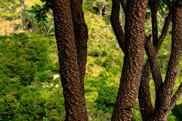 Fototapeta premium Verde natureza