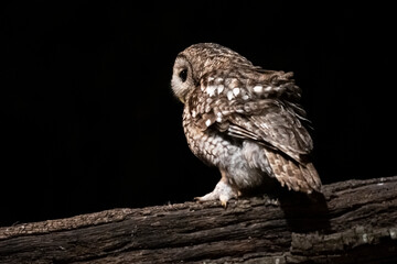 Tawny owl perched on a branch with its back to the camera in a forest at night.
