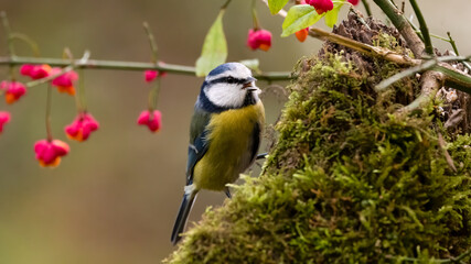 bird, natur, wild lebende tiere, gelb, tier, wild, schnabel, blau, ast, feather, 
