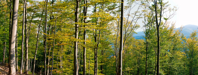 Spring forest and field on a background of blue sky