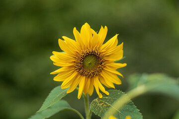 decorative sunflower in the garden