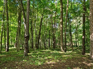 Slender trunks of young trees in a small forest on the coast of the sea bay