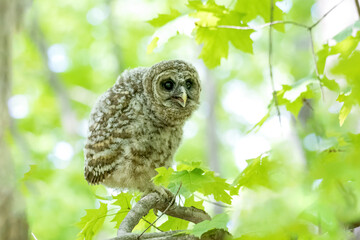 Baby barred owl perched on a branch in the woods