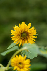 decorative sunflower in the garden