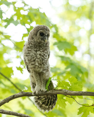 Recently fledged barred owl stretching out its wings