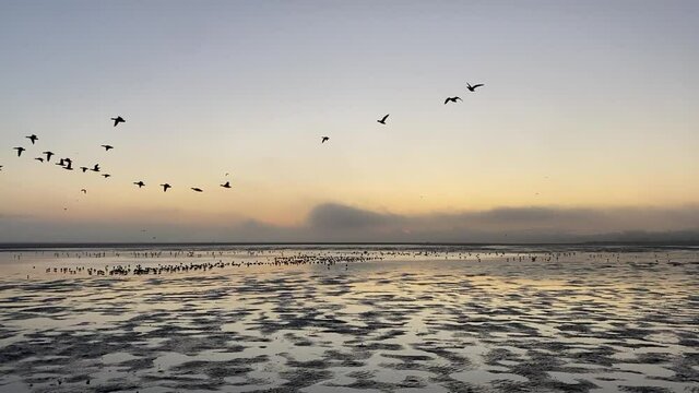 Dawn over Dublin Bay, Ireland with birds flying