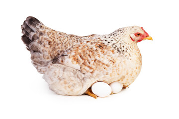live chicken with eggs on a white background