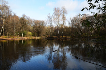 Panoramic view of the pond, ducks sail by. Autumn sketch of a city lake.