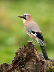 Eurasian jay bird ( Garrulus glandarius )