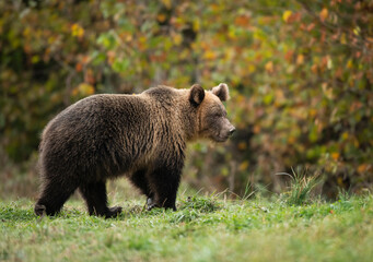 Naklejka na ściany i meble Wild brown bear ( Ursus arctos ) in autumn forest