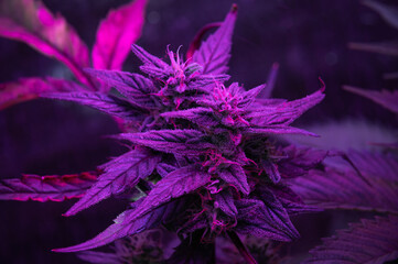 cannabis grow led purple leaf