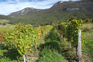 Fototapeta na wymiar région viticole