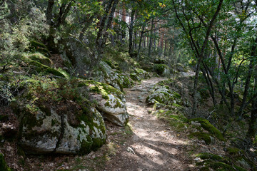 Narrow footpath in the green forest in spring