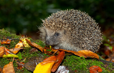 Hedgehog (Scientific name: Erinaceus Europaeus) wild, free roaming hedgehog, taken from a wildlife woodland hide to monitor health and population of this favourite but declining mammal, space for copy