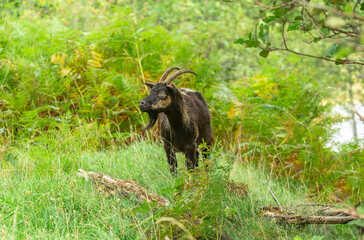 Obraz na płótnie Canvas Wild Feral Goat feeding in the bracken in Glen Strathfarrar, Scottish Highlands. A non native species roaming freely in Scotland. Scientific name: Capra aegagrus. Horizontal. Space for copy