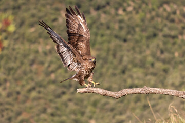 Buzzard perching on a branch with outstretched wings.