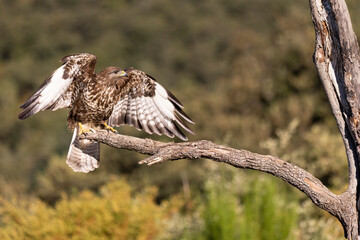 Buzzard perching on a branch with open wings.