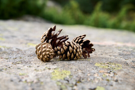 Pine cones on the rock surface